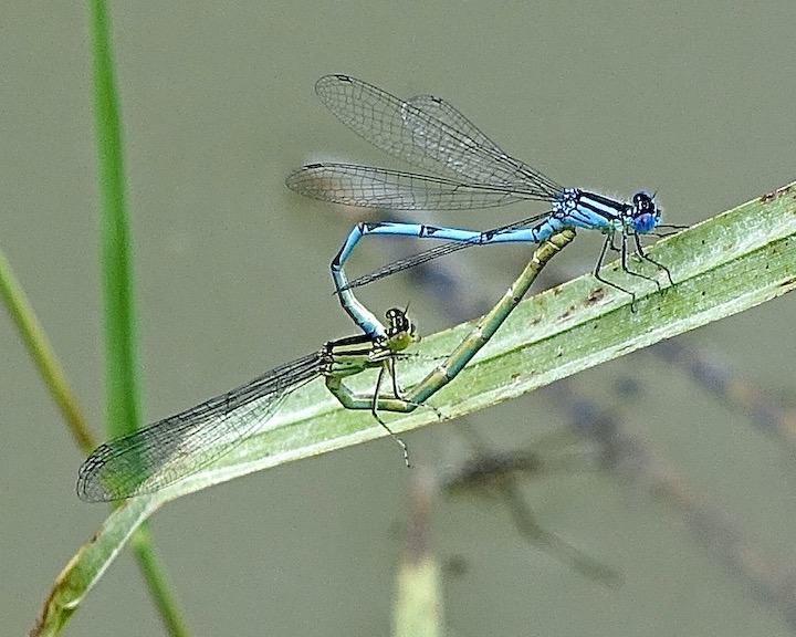 blue-eye